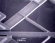 SEM of V-beam actuator array